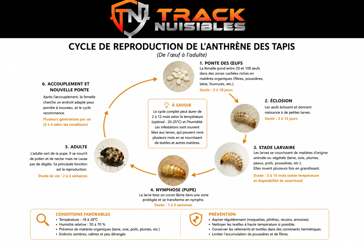 Infographie du cycle de reproduction de l'anthrène des tapis : ponte, éclosion, stade larvaire, nymphose, adulte, accouplement, avec conditions favorables et prévention