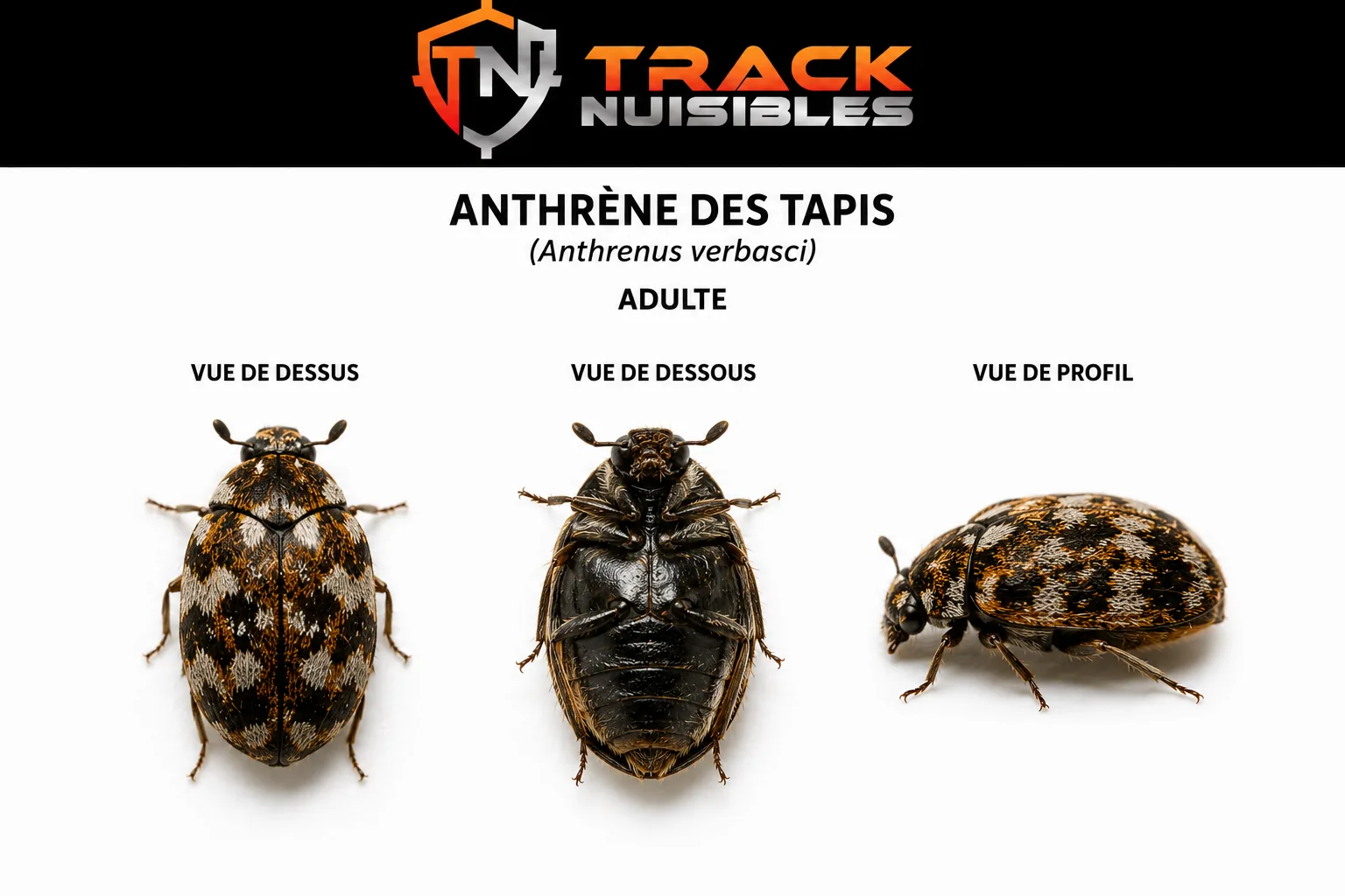 Anthrène des tapis adulte en vue de dessus, de dessous et de profil