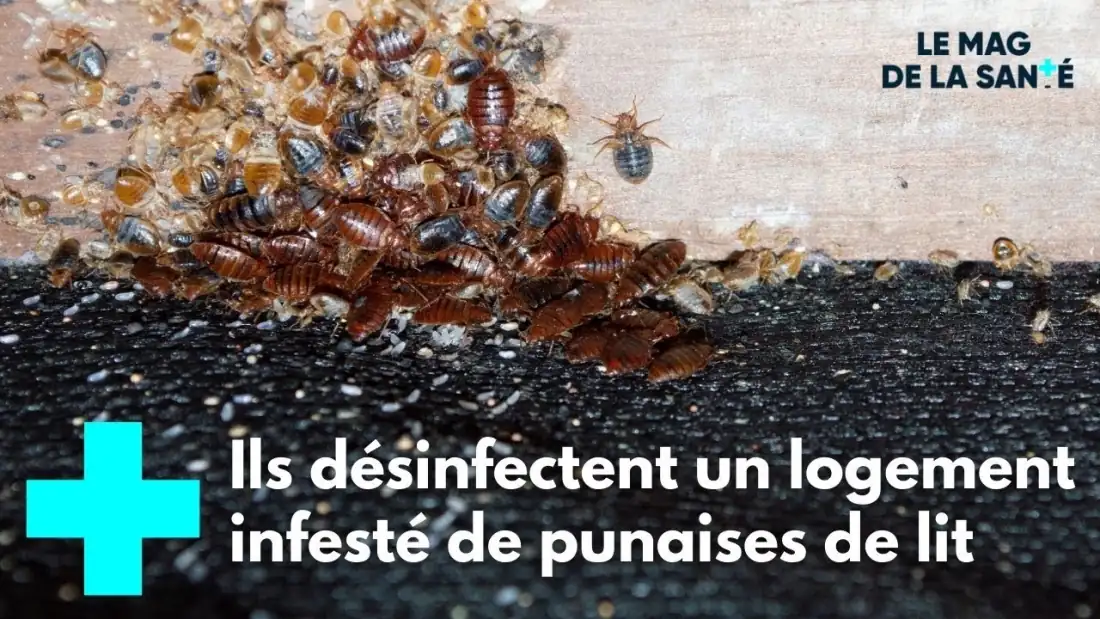 Reportage du Magazine de la Santé (France 5) : un technicien Track Nuisibles traite un logement infesté de punaises de lit
