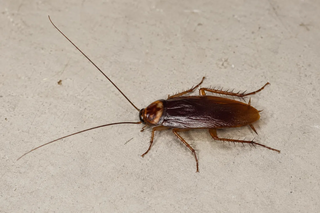 Blatte américaine