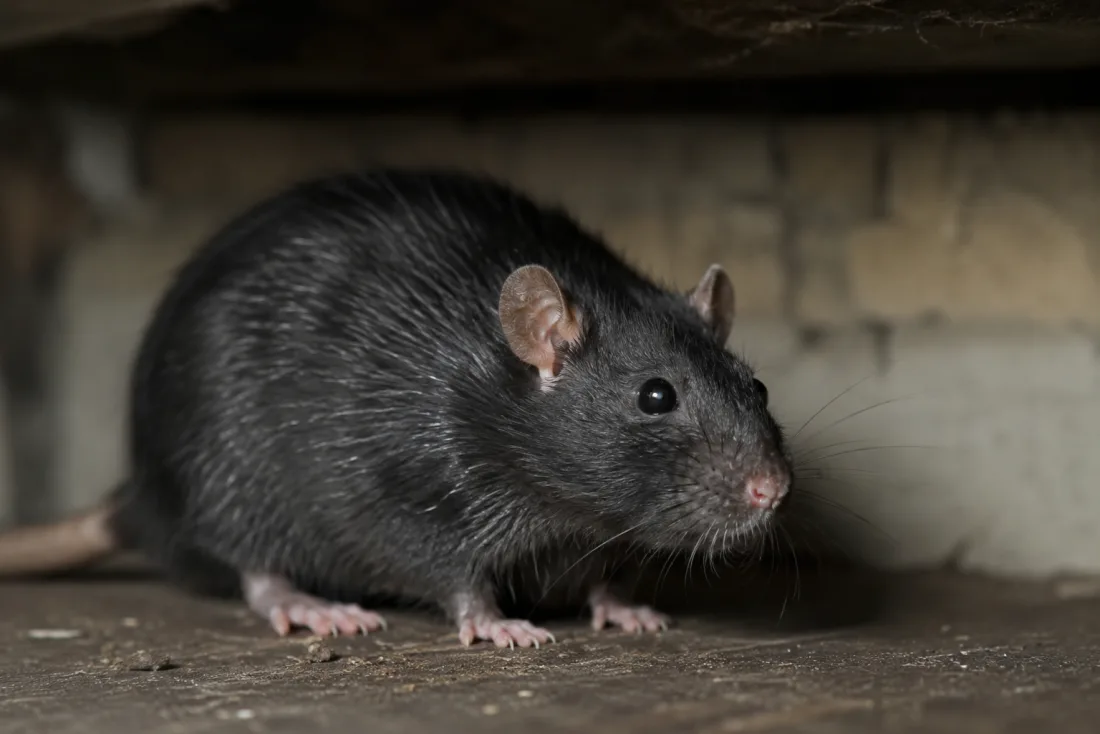 Rat noir (rat des greniers)