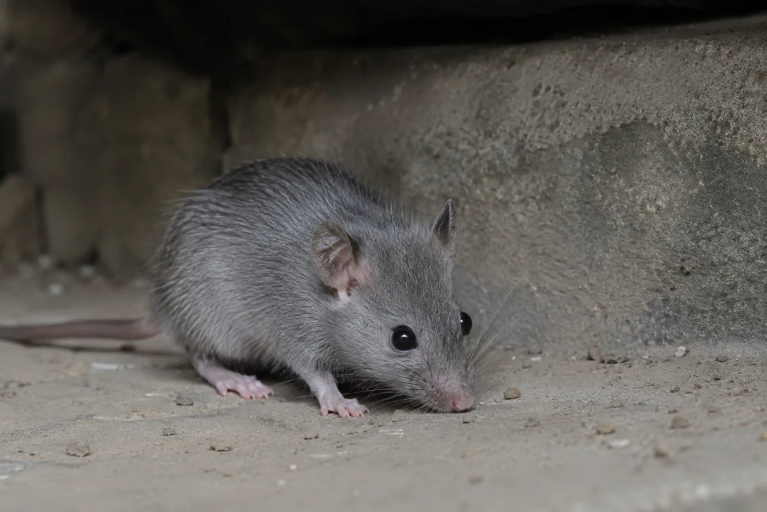 Souris grise (souris domestique)