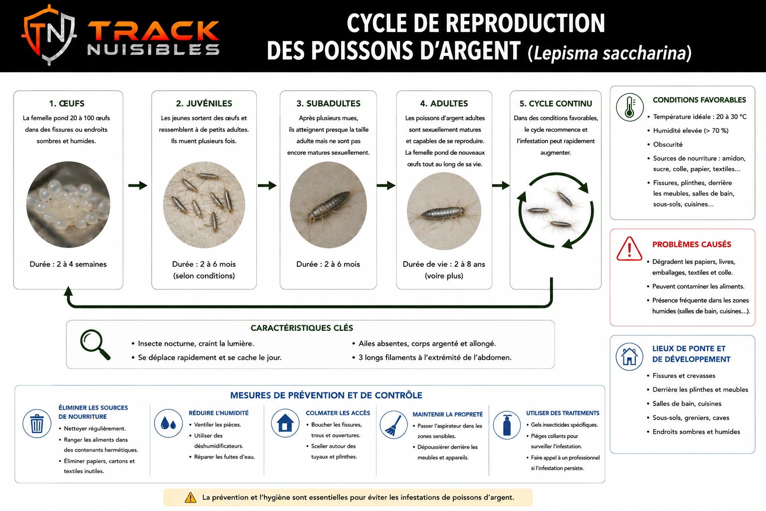 Cycle de reproduction du poisson d'argent (Lepisma saccharina) : œufs, juvéniles, subadultes, adultes et cycle continu, avec conditions favorables et mesures de prévention