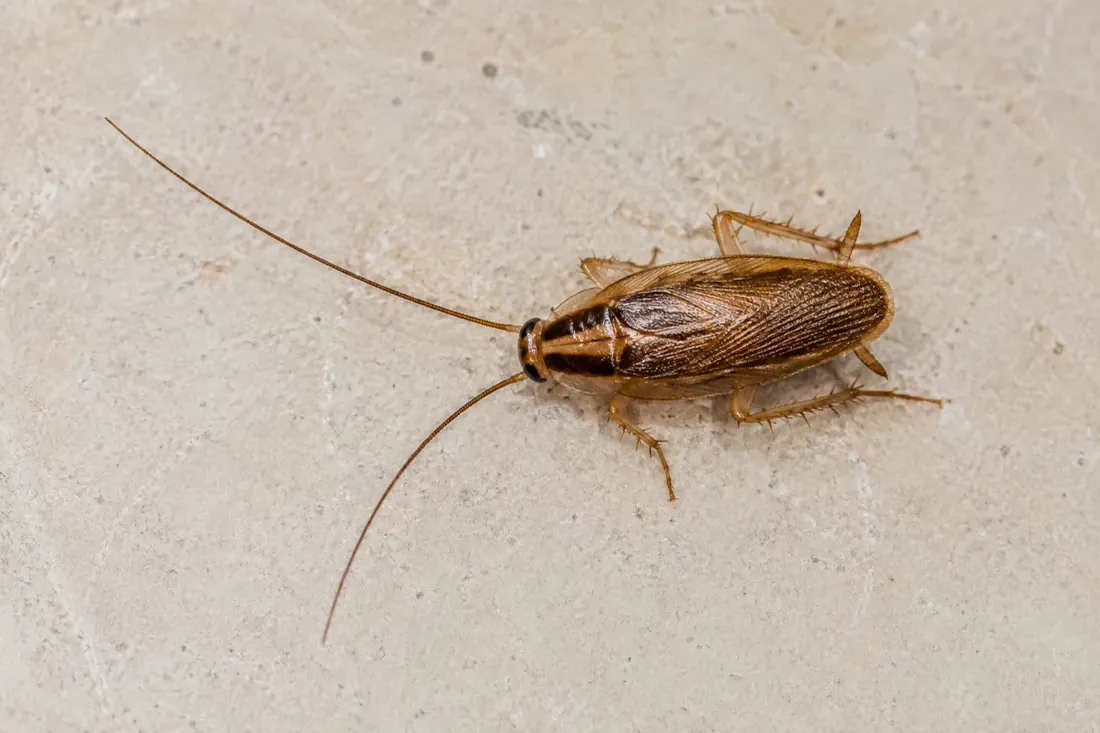 Blatte germanique adulte, l'espèce la plus fréquente à bord