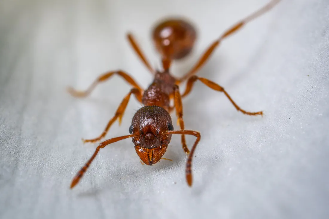 Fourmi ouvrière en macrophotographie