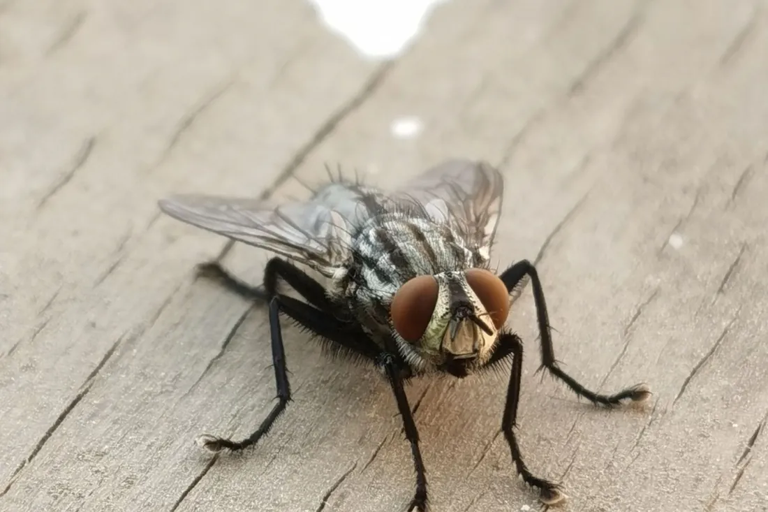 Mouche domestique posée sur une surface claire