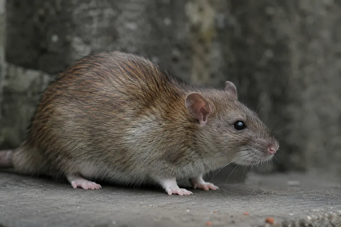Rat surmulot adulte le long d'une paroi