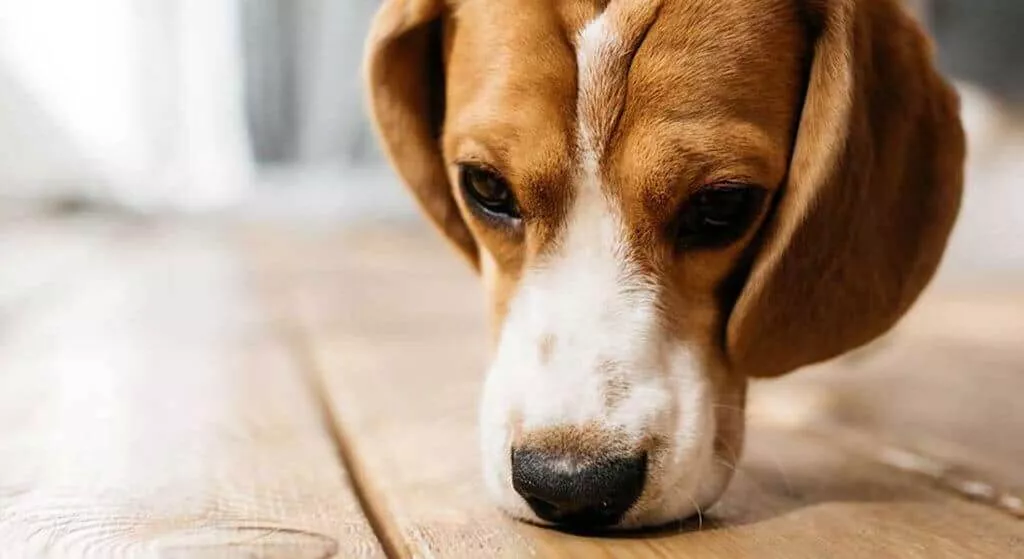 détection canine de punaise de lit