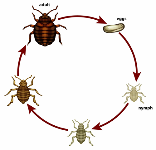 Cycle de développement de la punaise de lit de la larve à la nymphe