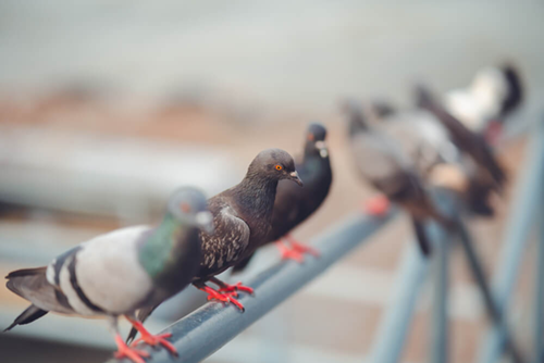 dépigeonnisation dans les grandes villes