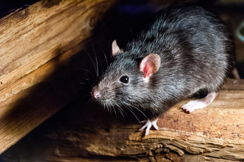 Exemple d'infestation de rat à Paris, dans le cadre de laquelle il faut appeler un dératiseur professionnel