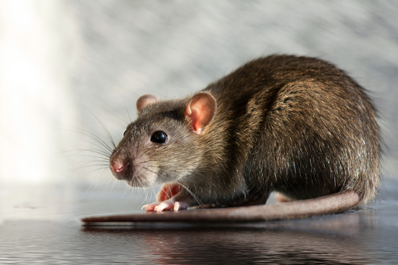 Spécimen de rat pour présenter les enjeux de la dératisation