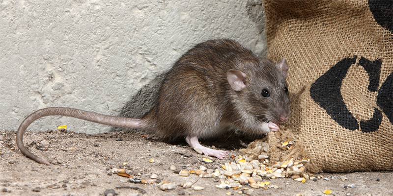 Le rat brun est une espèce de rongeur invasif dont Track nuisibles, expert en dératisation peut vous débarrasser.