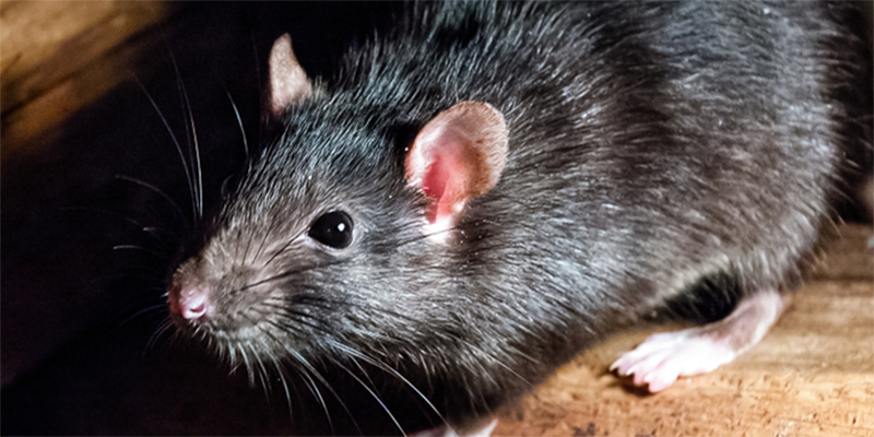 Le rat noir est une espèce de rongeur invasif dont Track nuisibles, expert en dératisation Paris peut vous débarrasser.