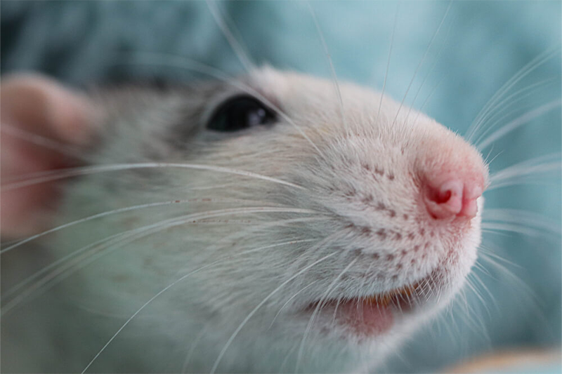 Comment choisir la solutions la plus efficace pour tuer les rats