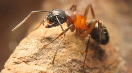 Traitement desinsectisation de fourmis