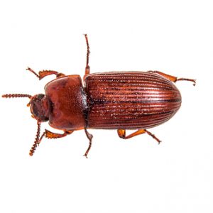 Red,Flour,Beetle
