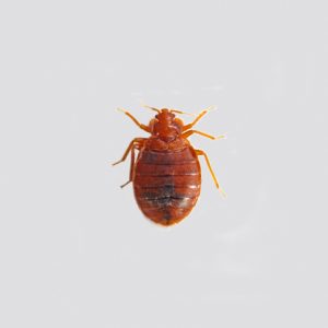 Common,Bed,Bug
