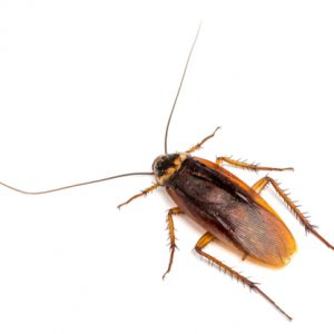 Top,View,Of,A,Dead,Cockroach,Isolated,On,White,Background.