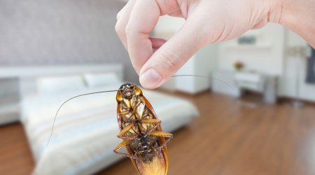 desinsectisation de blattes et cafards